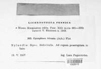Umbilicaria hirsuta image
